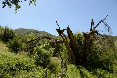 DSC_1645 (Large).JPG